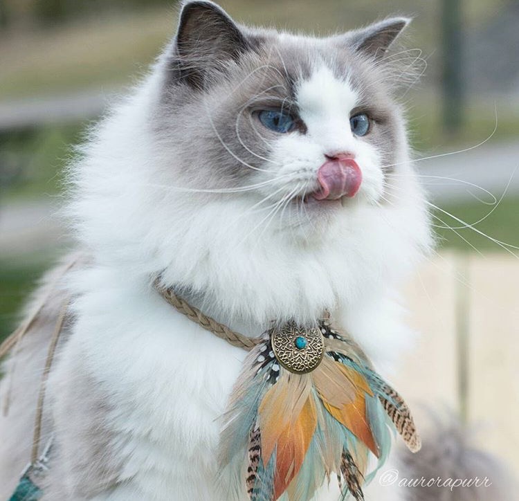 بالصور لعشاق القطط تعرفوا على اجمل قطة في العالم مجلة هي